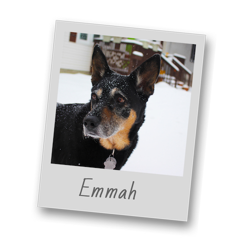 Emmah polaroid pets