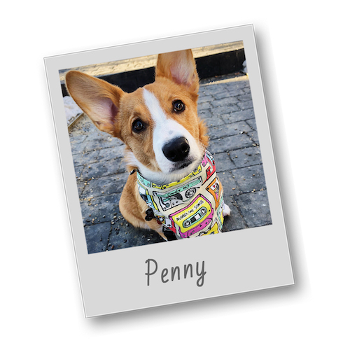 Penny template polaroid pets