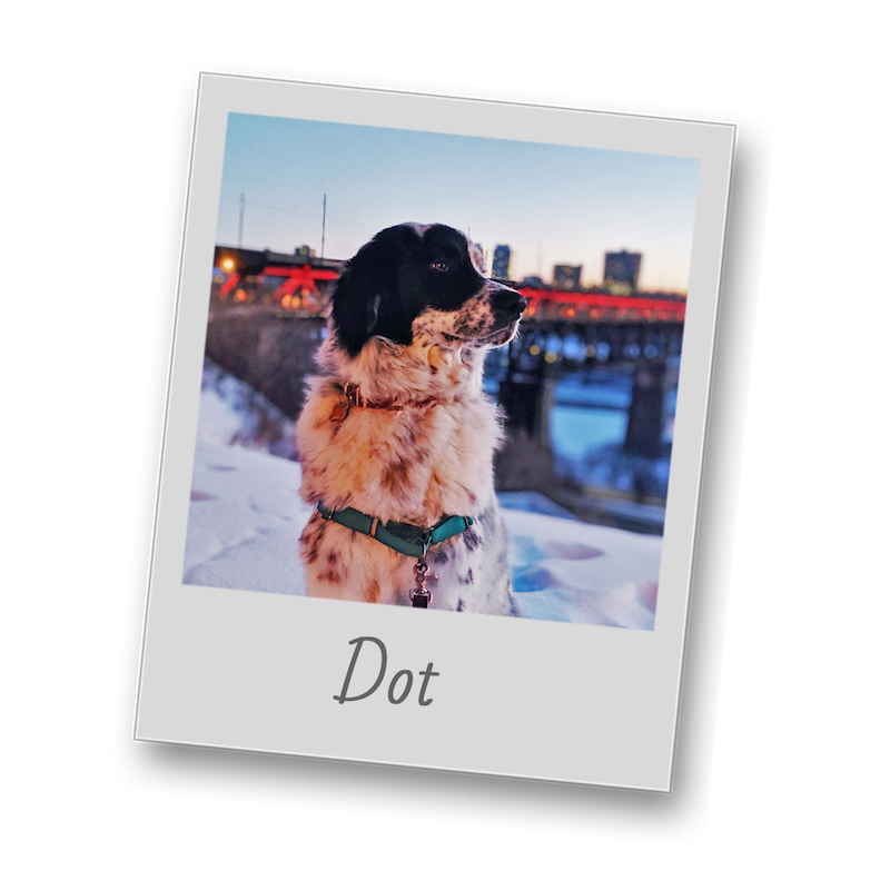 Dot polaroid pets 800x800