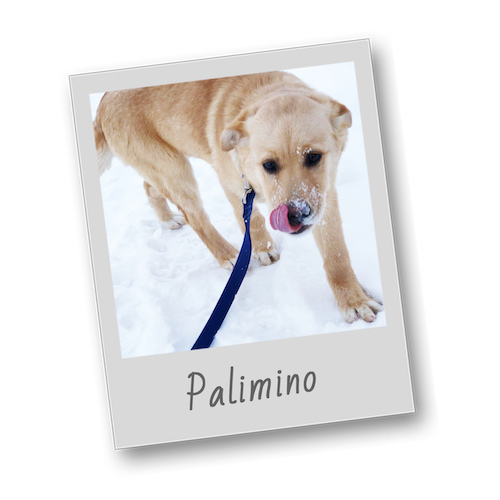 Palimino template polaroid pets 500x500