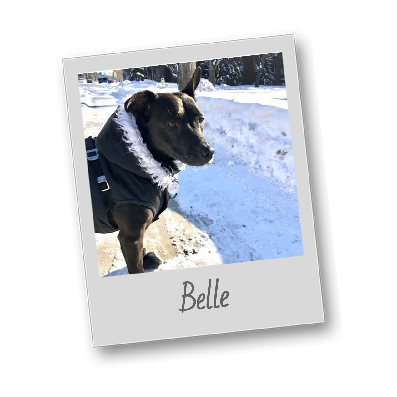 Template polaroid pets belle