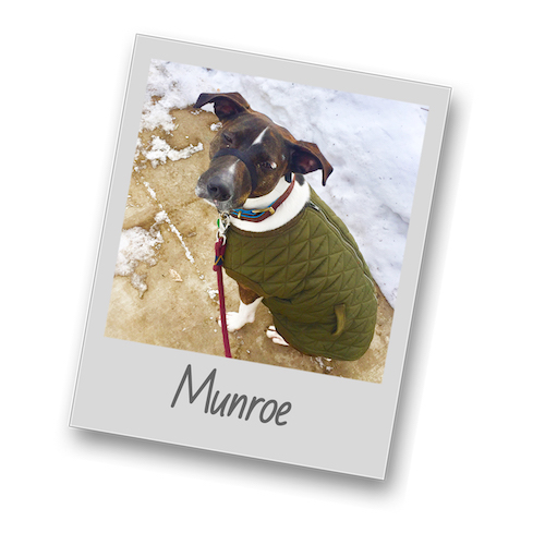 Munroe template polaroid 500x500