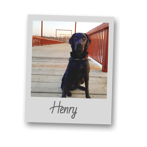 Henry polaroid pets 500x500