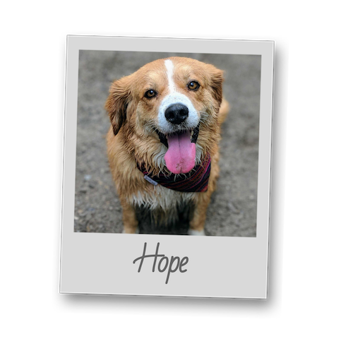 Hope template polaroid pets resize to 500x500 copy