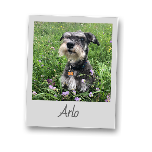 Arlo template polaroid pets 500x500