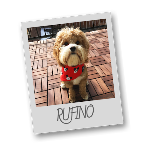 Rufino polaroid pets resize to 500x500