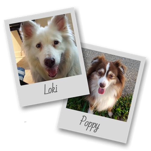 L50x500 0oki and poppy template polaroid pets resize to 500x500